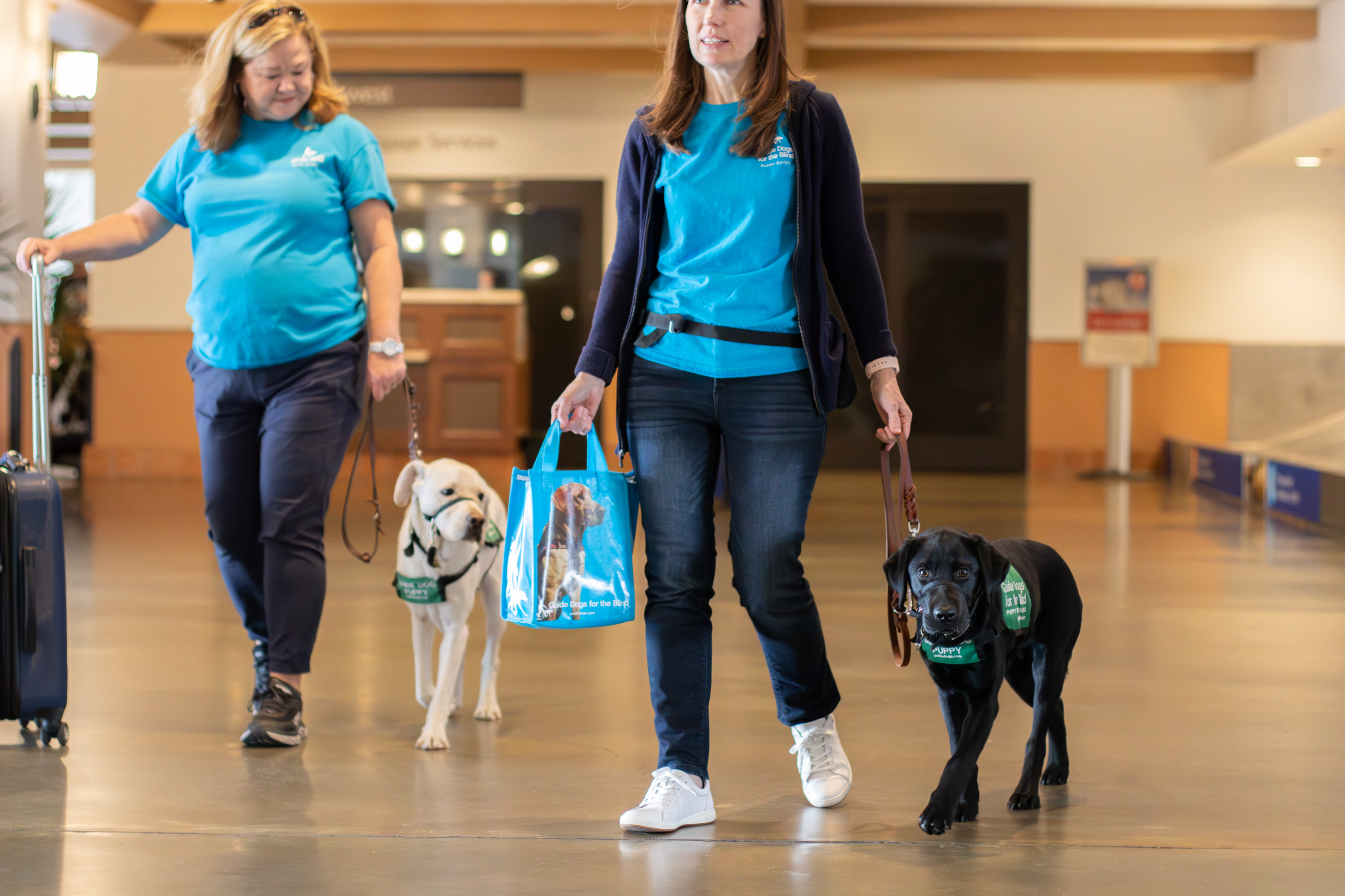 Guide dogs walking in airport w/ trainers