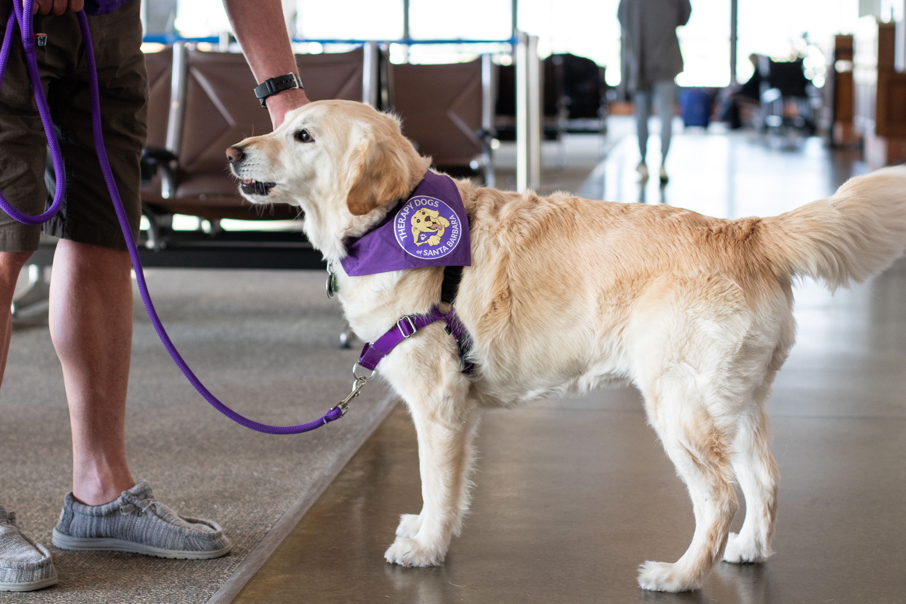 Therapy dog standing inside SBA Terminal