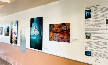 A series of underwater photos hanging on the wall of the Terminal
