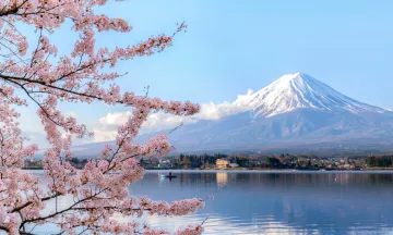 Image of Mount Fuji with cherry blossoms in foreground