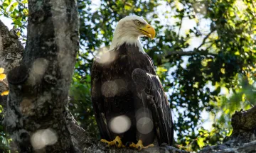 Amelia the bald eagle perched on a branch