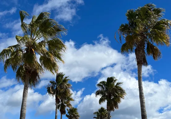 Palm trees against a blue sky