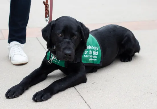 Guide dog puppy wearing green vest