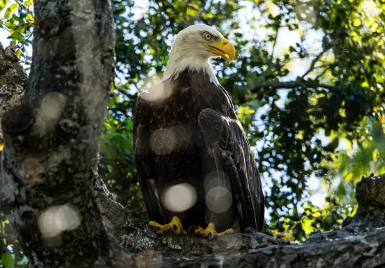Amelia the bald eagle perched on a branch
