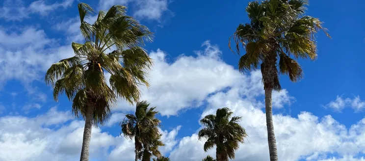 Palm trees against a blue sky 