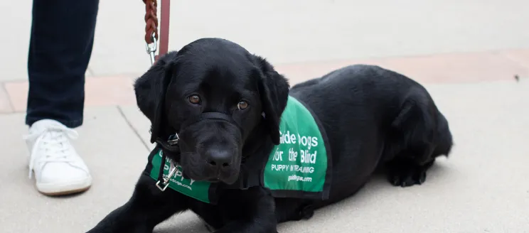 Guide dog puppy wearing green vest