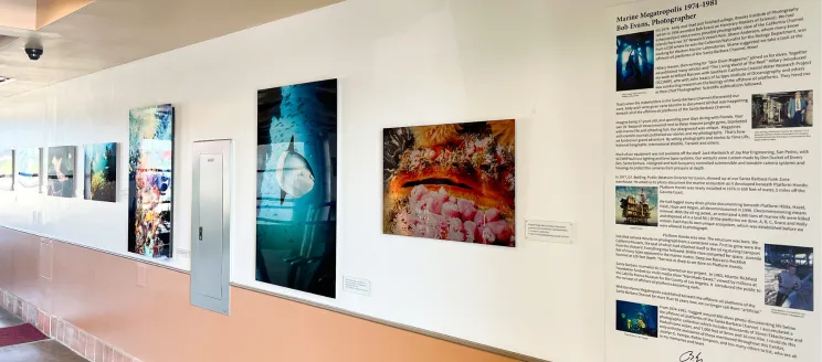 A series of underwater photos hanging on the wall of the Terminal