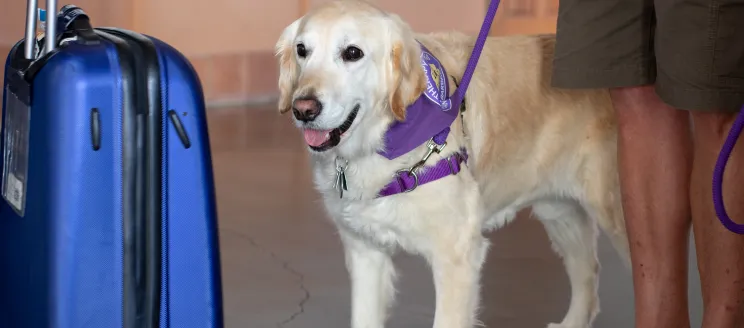 Willow the therapy dog stands next to luggage