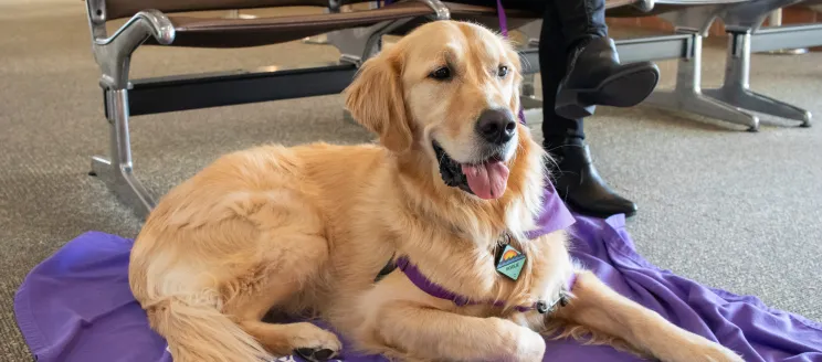 Rogue the therapy dogs lays on a blanket in the terminal