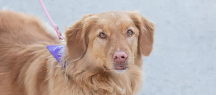 Portrait of Cali the therapy dog 