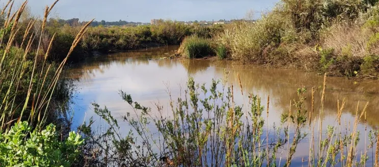 Los Carneros Creek