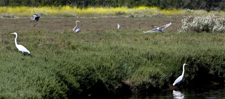 Egrets at Goleta Slough