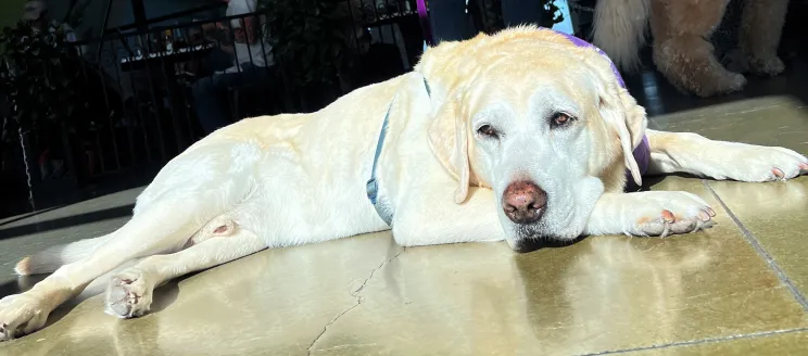A large white lab lays in the sun inside the terminal.