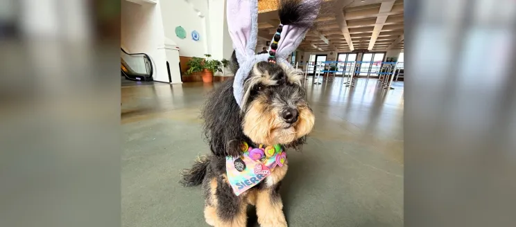 A bernedoodle wears bunny ears inside the terminal.