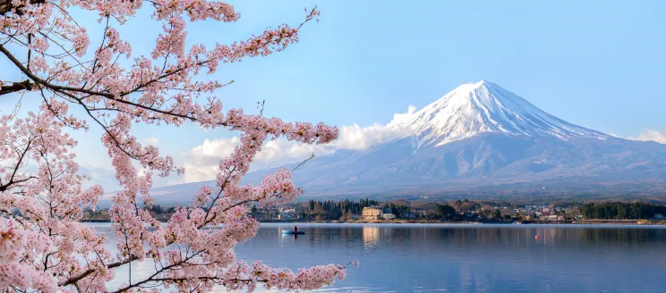 Image of Mount Fuji with cherry blossoms in foreground