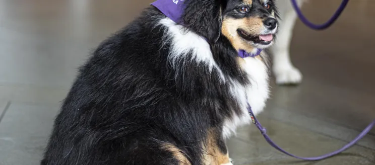 Image of Therapy Dog, Miley. 