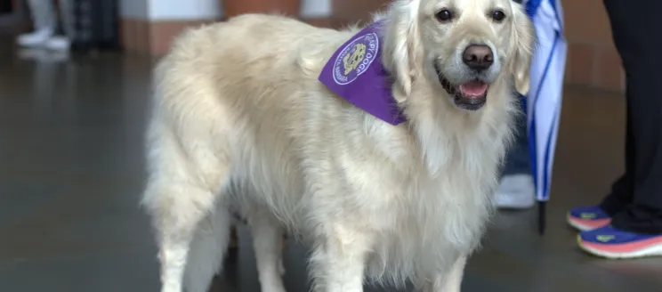 Image of Therapy Dog, Nya. 