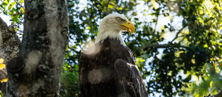 Amelia the bald eagle perched on a branch