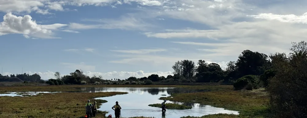 Goleta slough. 