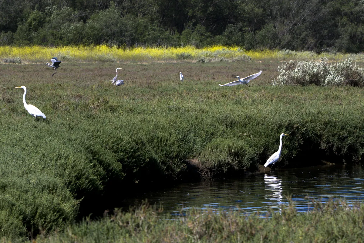Goleta slough. 