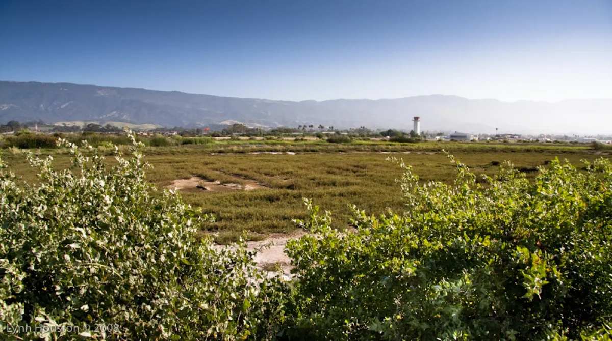 Goleta slough. 