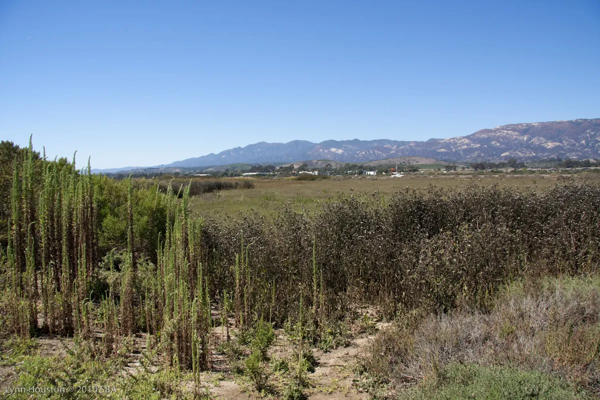 Goleta slough. 