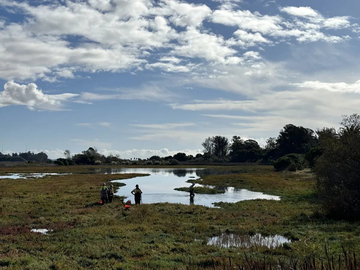 Goleta slough. 