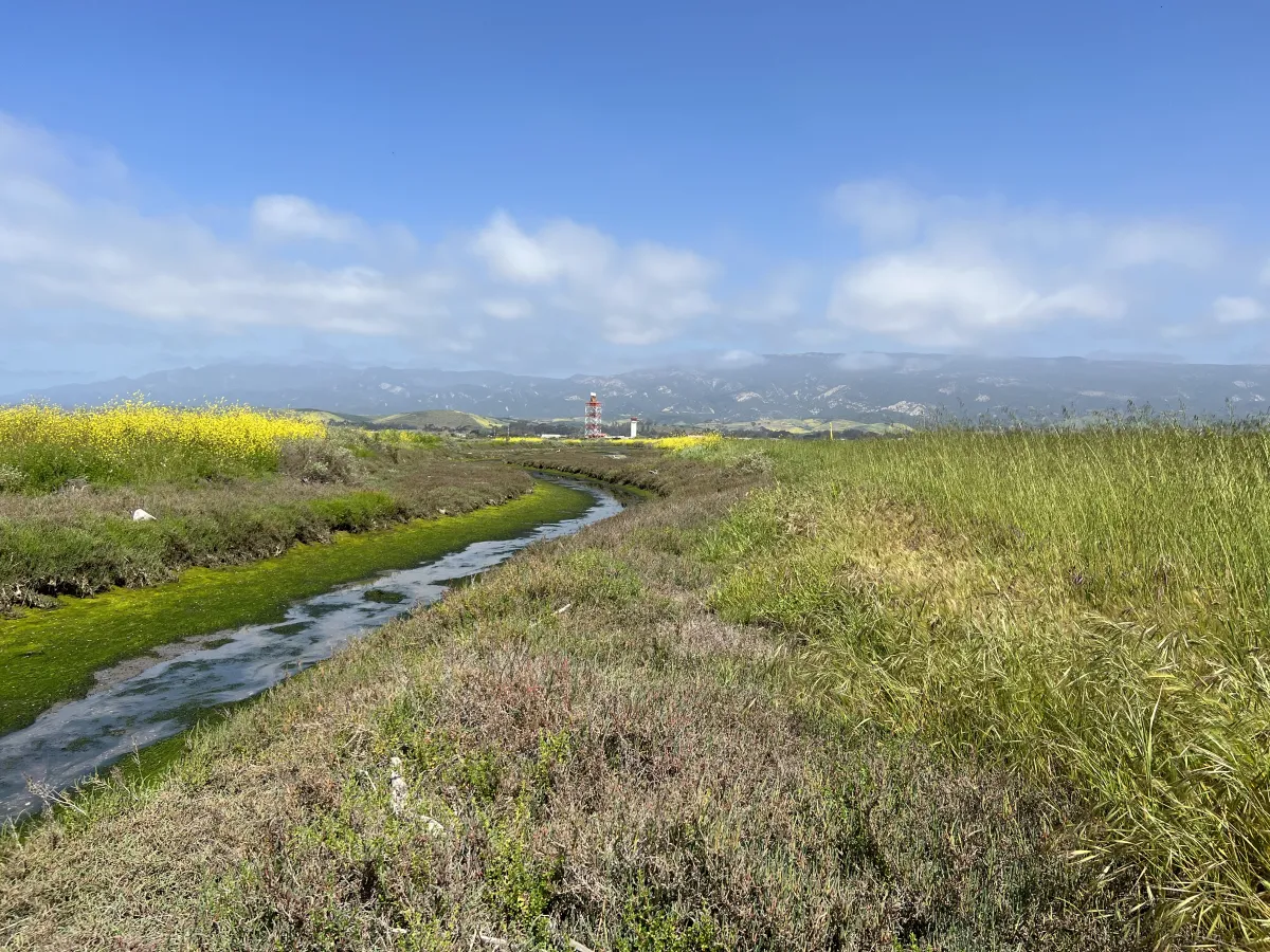 Goleta slough. 