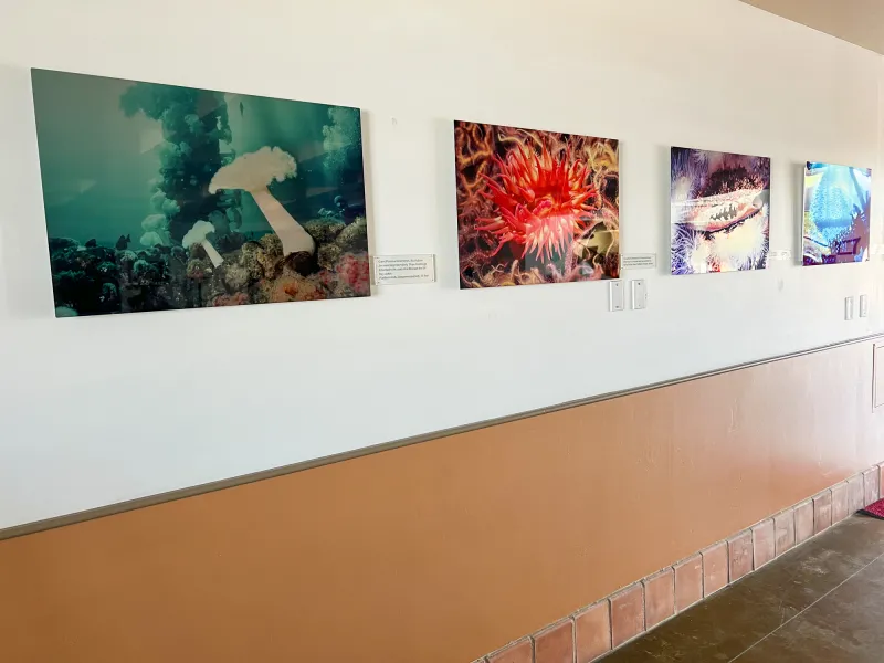 A series of underwater photos hanging on the wall of the Terminal