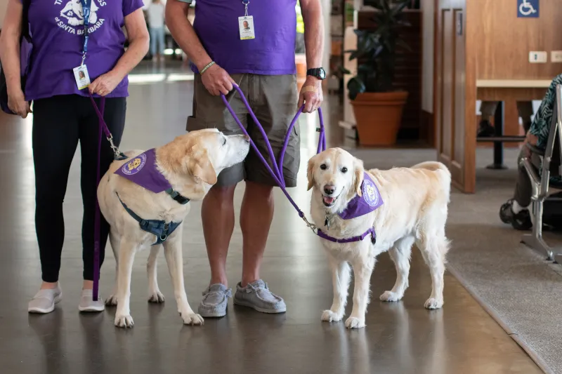 Two therapy dogs wearing purple bandanas stand with their handlers inside the terminal